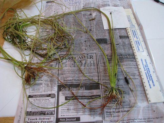 2-4pipewort 3 ft flower stems2
